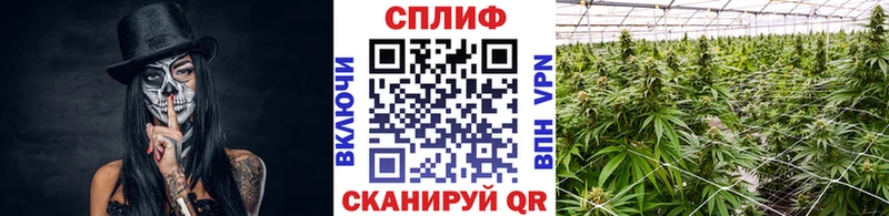 Бошки марихуана план  Купить где  Покров 
